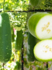 The 7 Best Winter Melon Substitutes