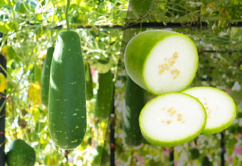 Winter melon on a vine and freshly chopped