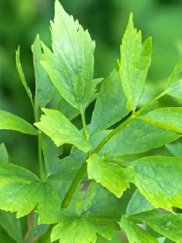 Lovage Substitutes - The 7 Best Options