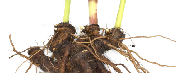 Lovage roots on white background