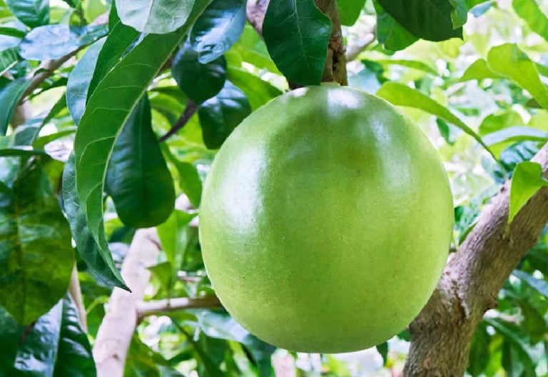 What Does A Calabash Fruit Taste Like?