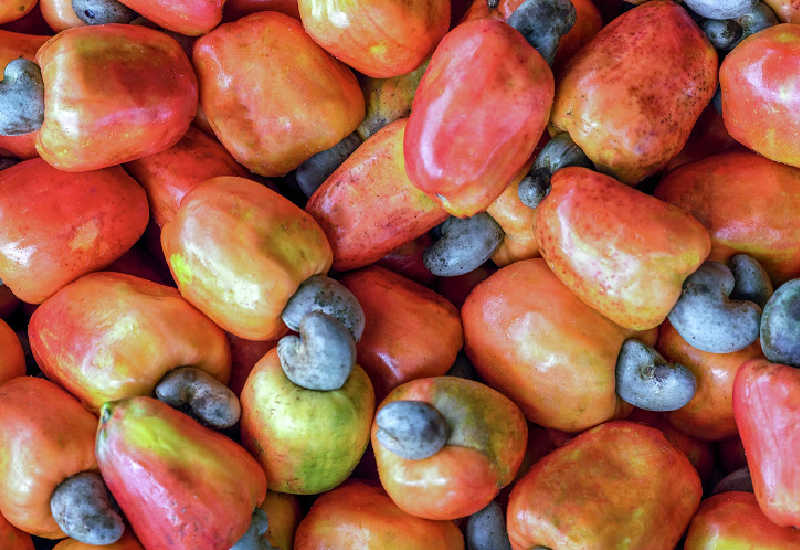 A top down shot of a large pile of cashew apples