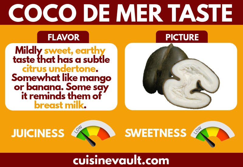Coco de mer taste infographic