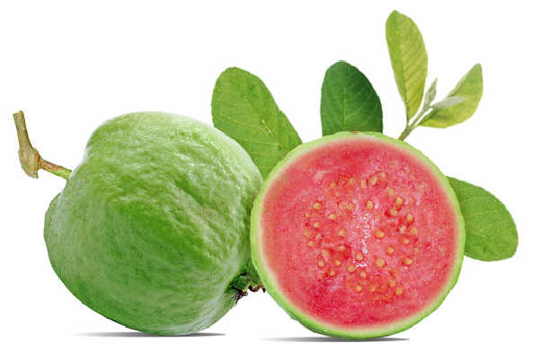 Fresh guavas on a white background