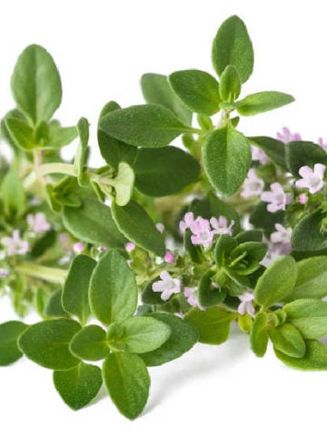 Lemon Thyme Substitutes - The 6 Best Choices