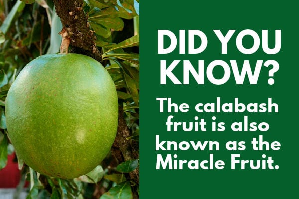 Miracle fruit fact