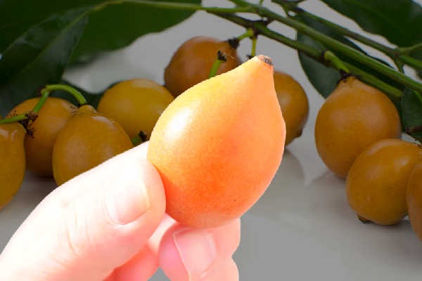 Holding an achacha fruit