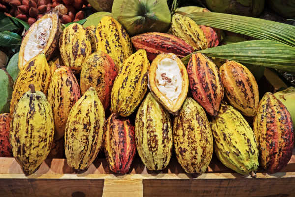 Fresh cocoa fruit for sale at a market