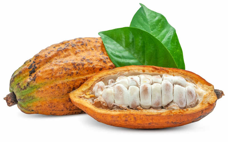 Fresh cacao fruit isolated on white background