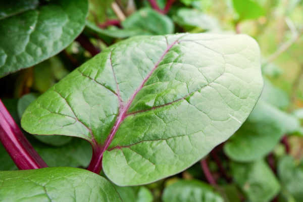 Malabar spinach growing in the wild