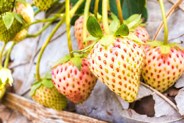 A cluster of pineberries growing in the garden