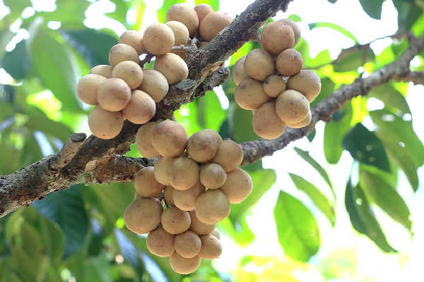 A bunch of langsat fruits growing on the tree