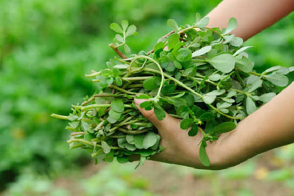 Holding freshly picked purslane