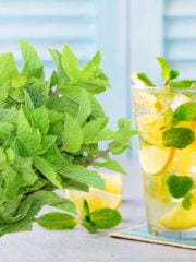 8 Best Mint Substitutes For Any Kitchen Use