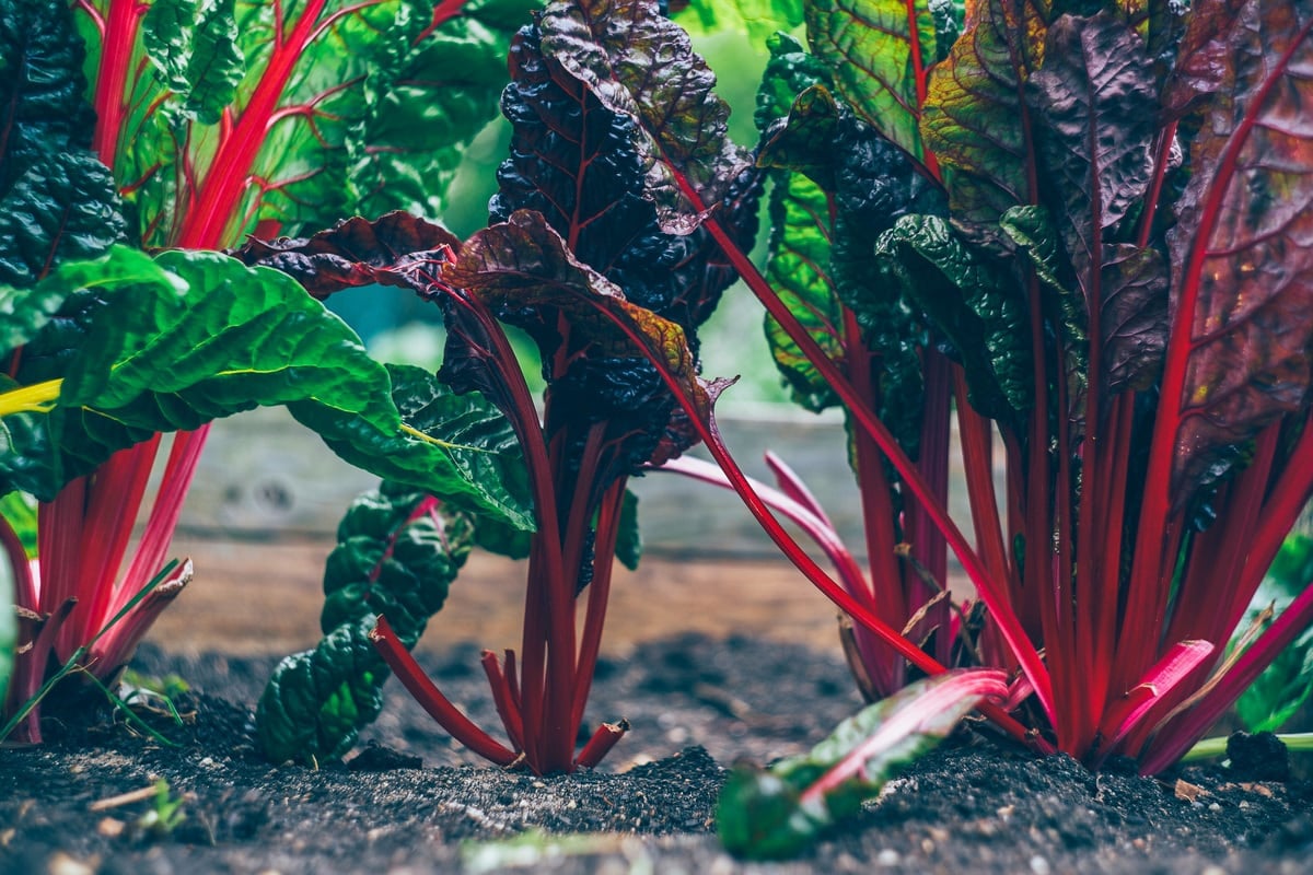 Red beets planted in the ground