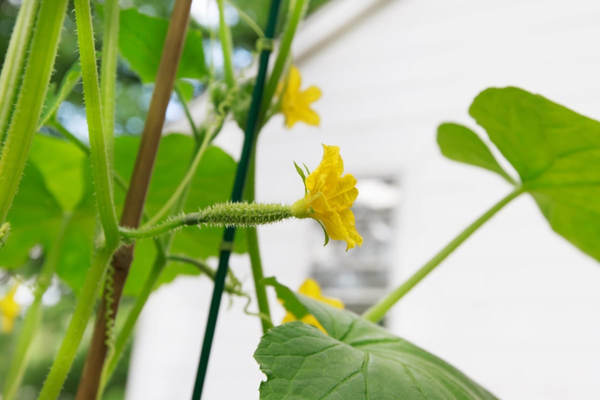 Cucumbers and Your Health