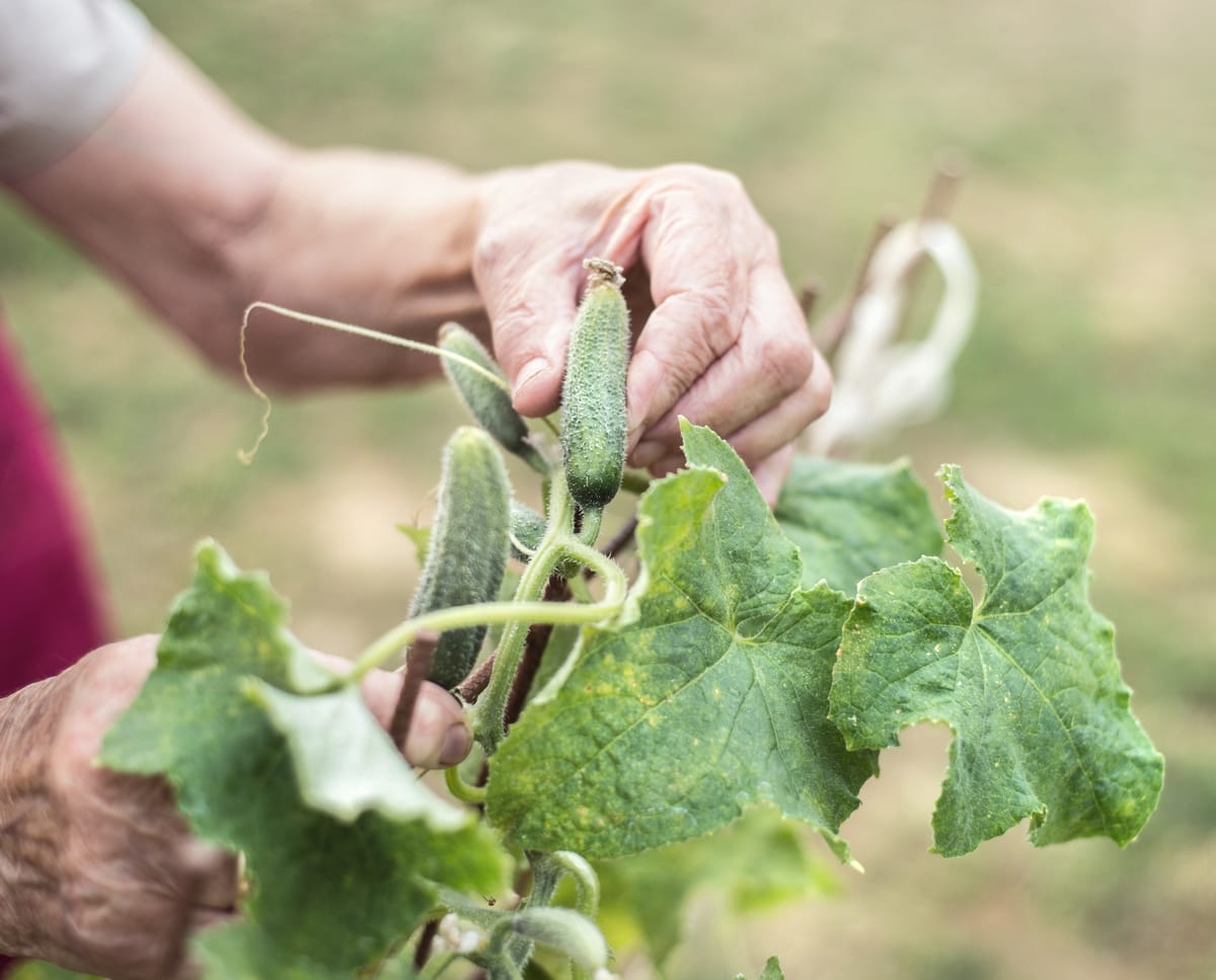 Cucumber Harvesting 1