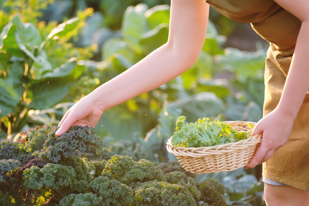 Kale crops