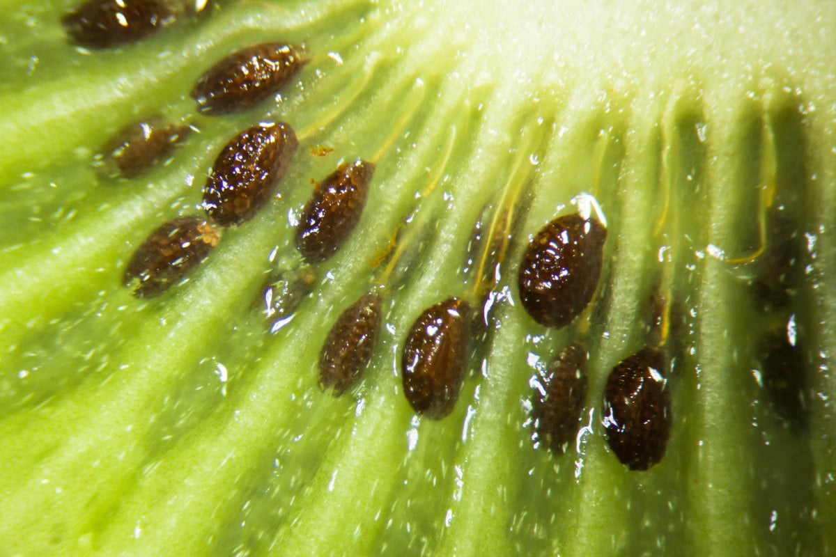 Kiwi Fruit