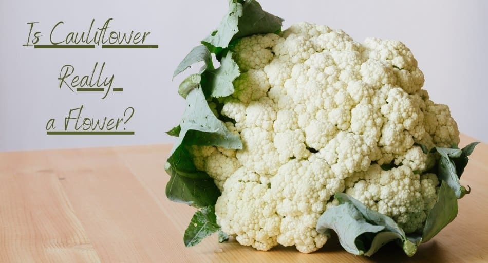 Is Cauliflower Really a Flower