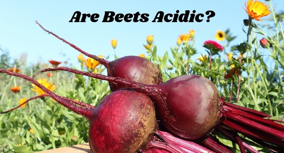 Are Beets Acidic?
