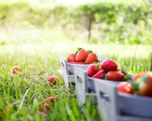 Are Strawberries Citrus Fruits?