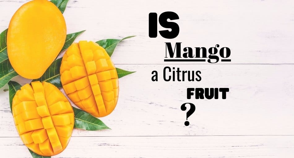 Is Mango a Citrus Fruit?