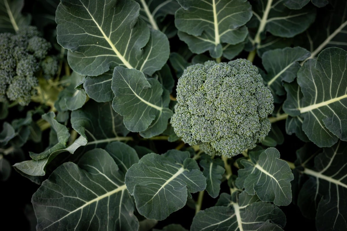 broccoli plant