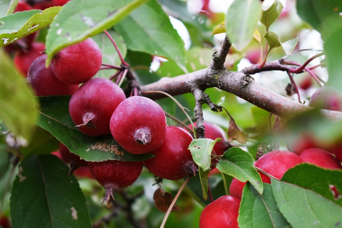 Crabapples