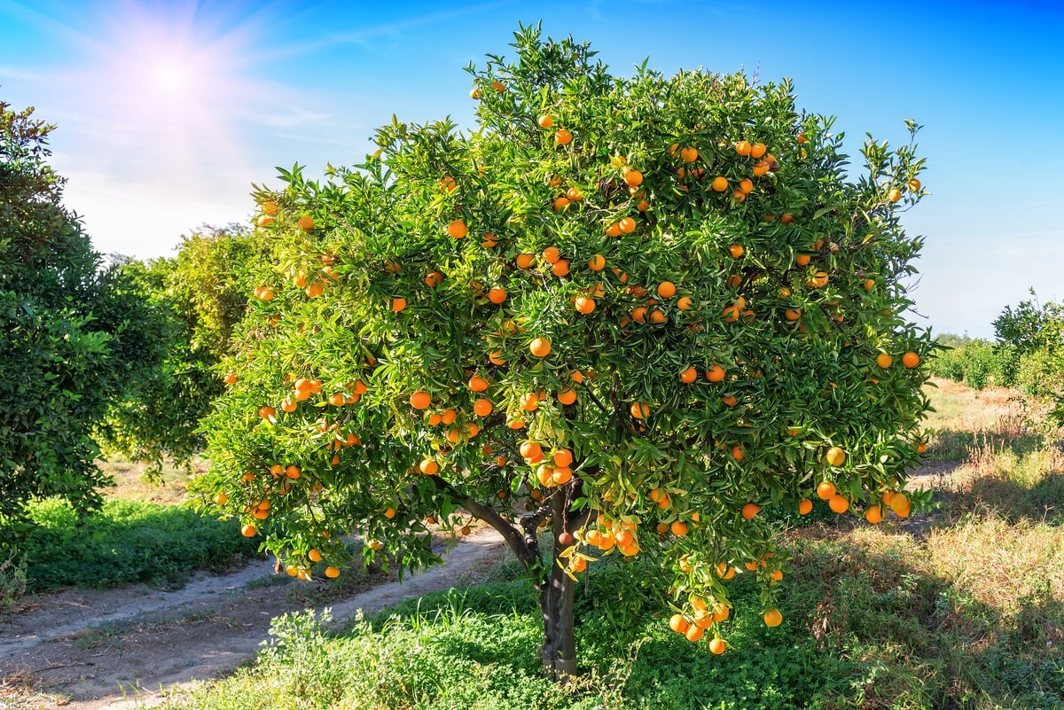 Orange tree