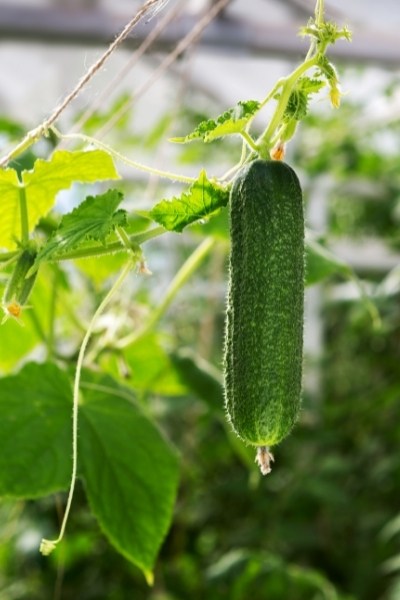 Are cucumbers bad for acid reflux and GERD?