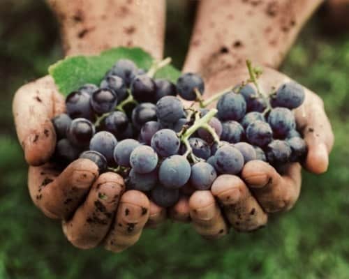 Grapes Harvest