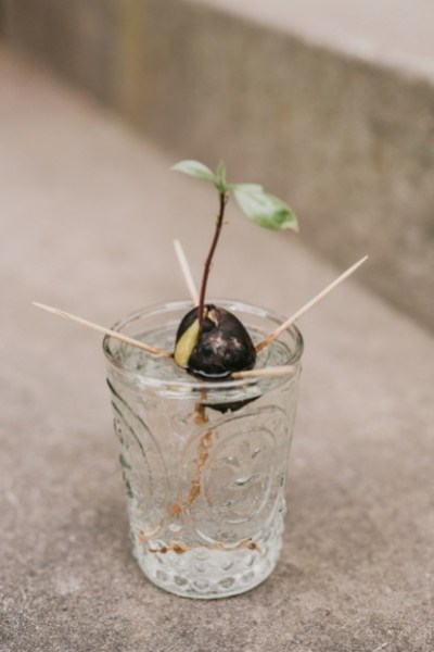 Growing avocado in a glass