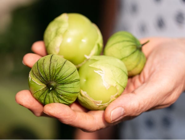 Holding a pile of tomatillos