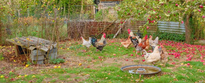 Chickens roaming on the back lawn at a home