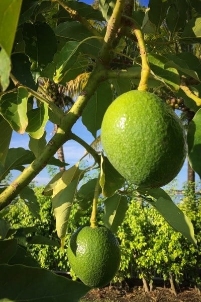 Mexico is the top avocado-producing country