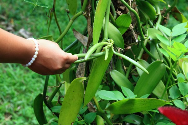 Picking beans from a vanilla bean plant