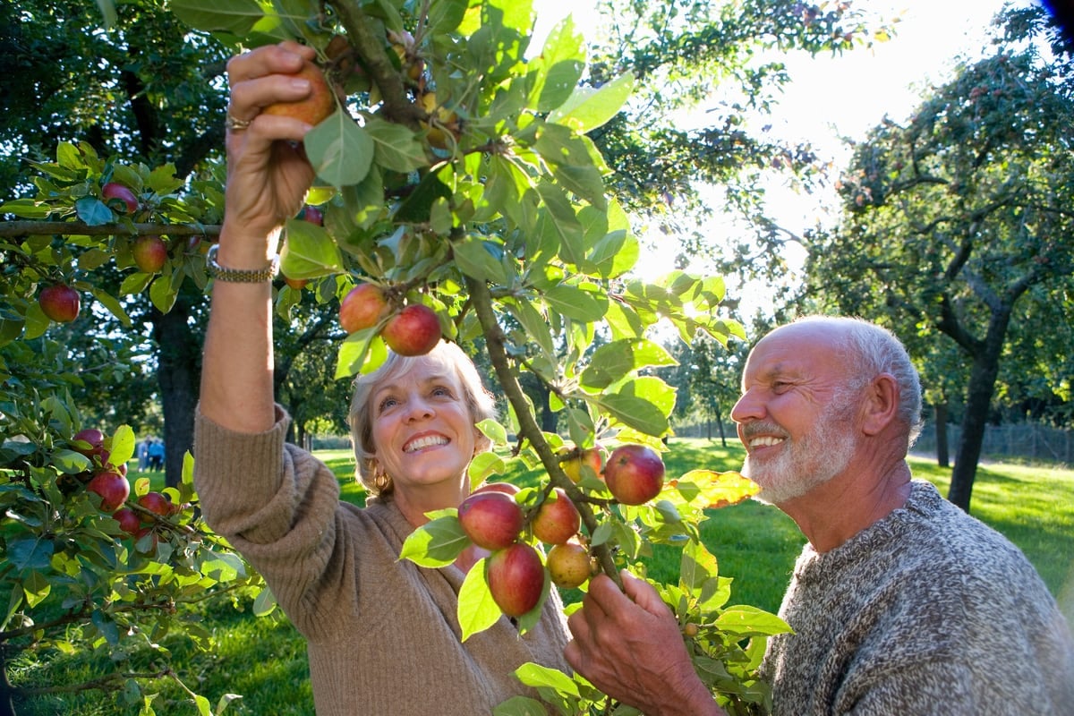 An apple a day keeps the doctor away