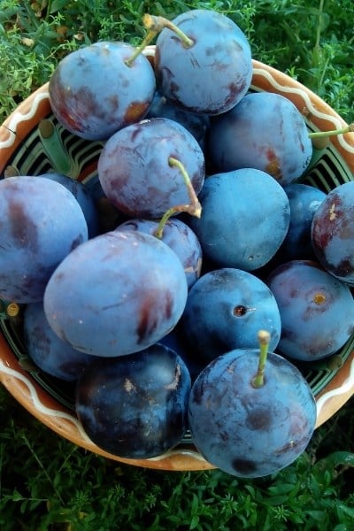 blue plums are more acidic