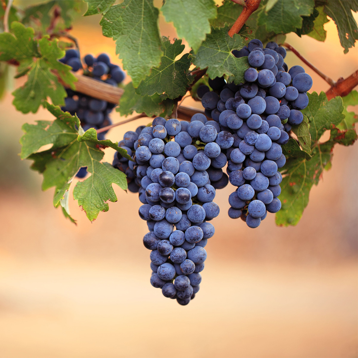 Are Grapes High in Potassium? Tastylicious