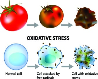 Free Radicals Impact Aging