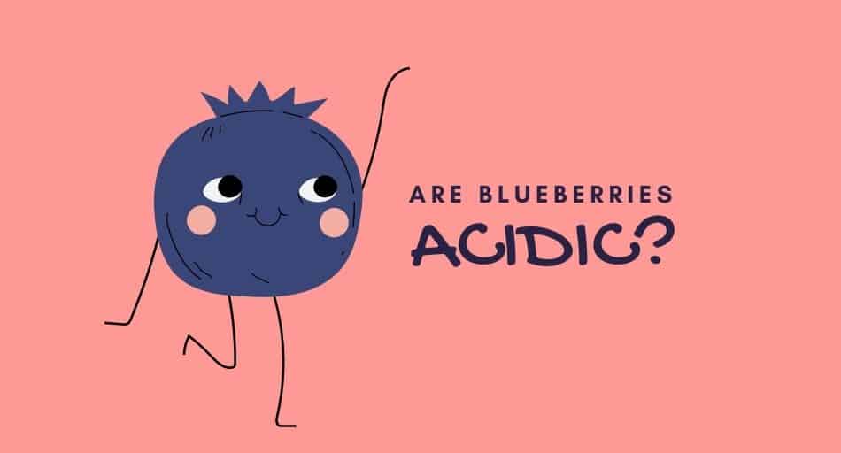 Are Blueberries Acidic?