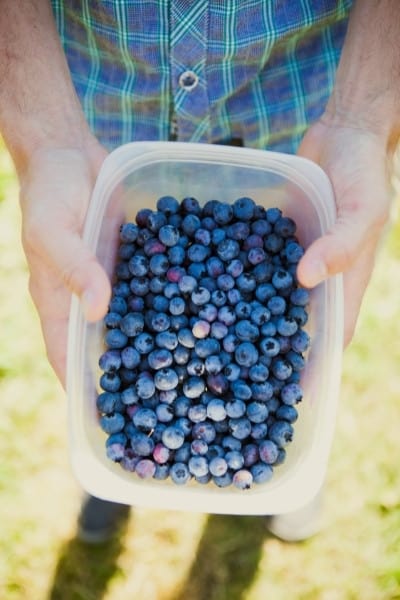 The United States leads the world in blueberry production