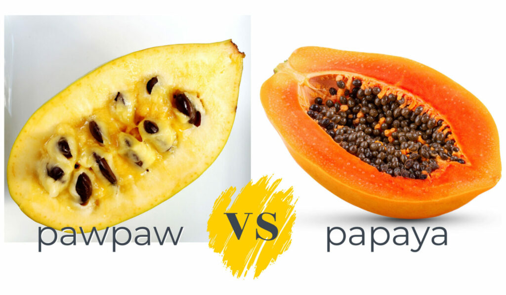 Pawpaw Vs Papaya What's The Difference?