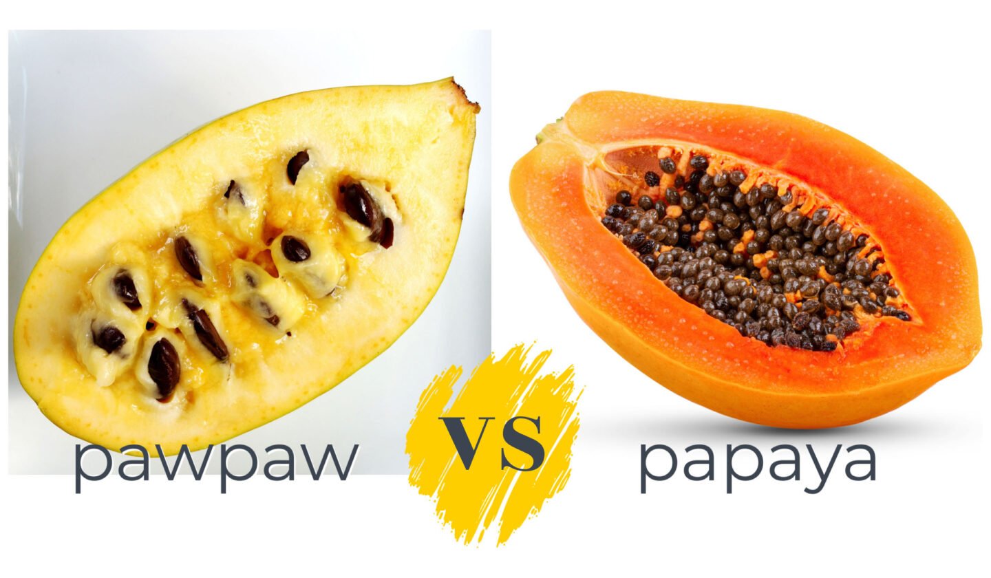 pawpaw vs papaya main difference