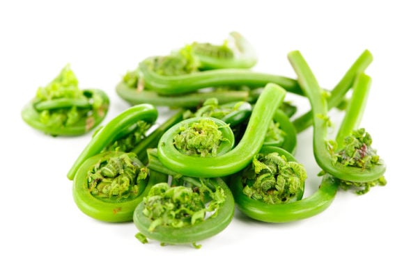 Fresh fiddleheads on a white background