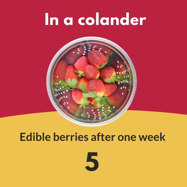 Strawberries in a colander