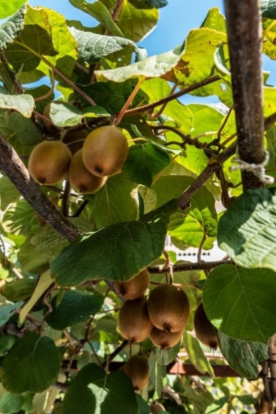 Organic Kiwi Fruit Growing in a Small Garden