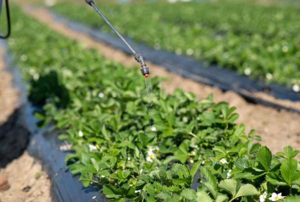 Farmer spraying strawberry fields