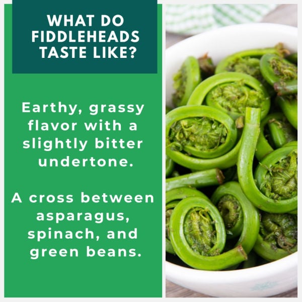 Infographic about the taste of fiddleheads